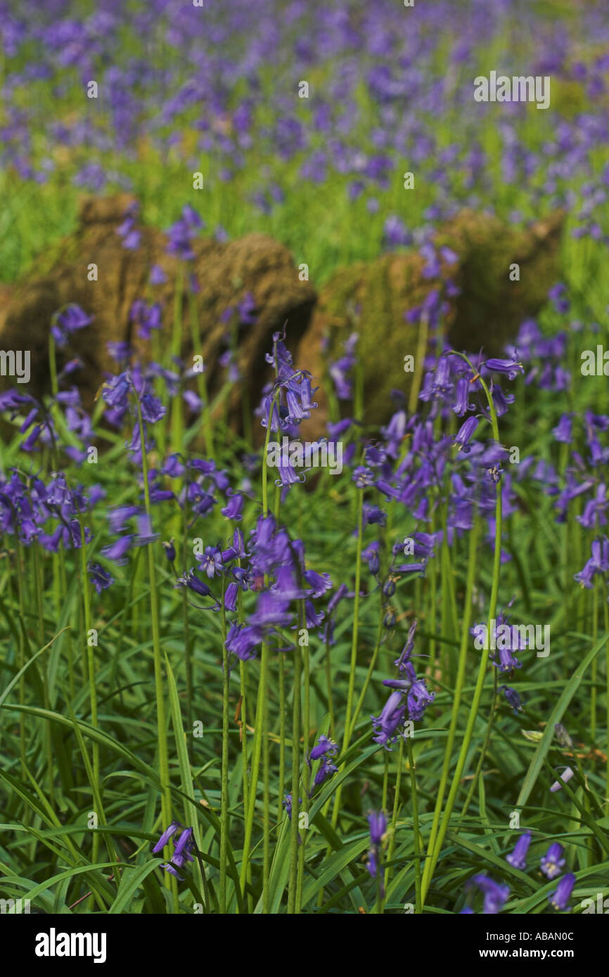 woodland carpeted with bluebells / wildflowers with upright trees and