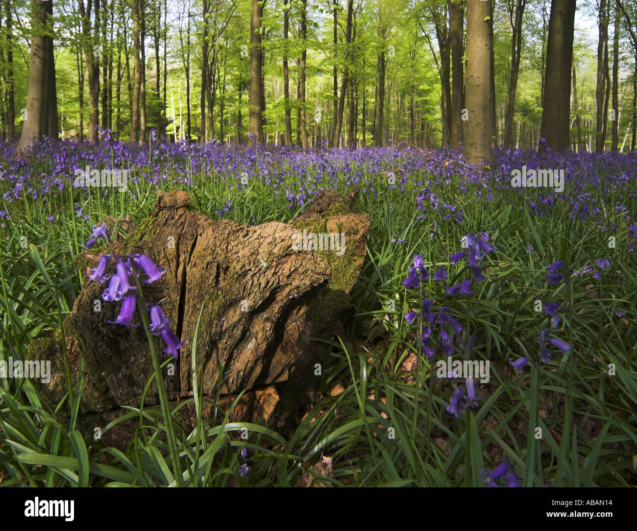 woodland carpeted with bluebells / wildflowers with upright trees and fresh cool green leaves and foliage Stock Photo