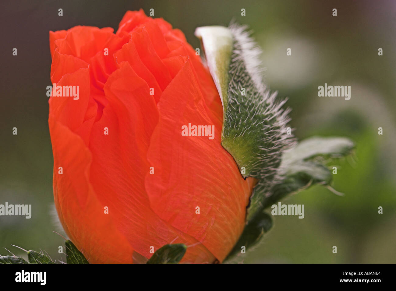 Artistic creative abstract image of a poppy Stock Photo