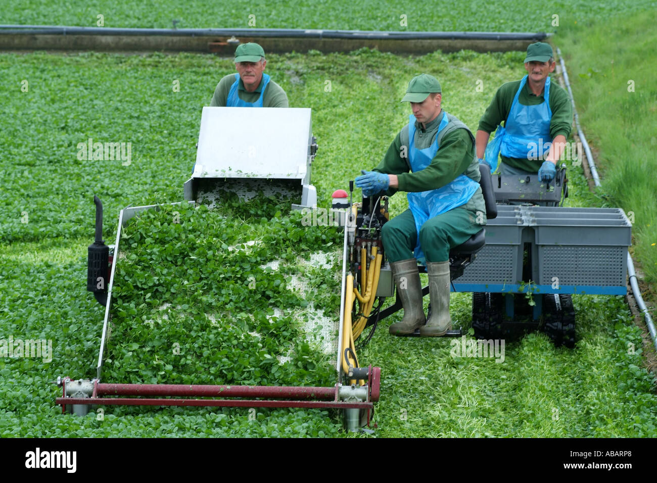 Watercress farm team of workers harvesting the field of cress