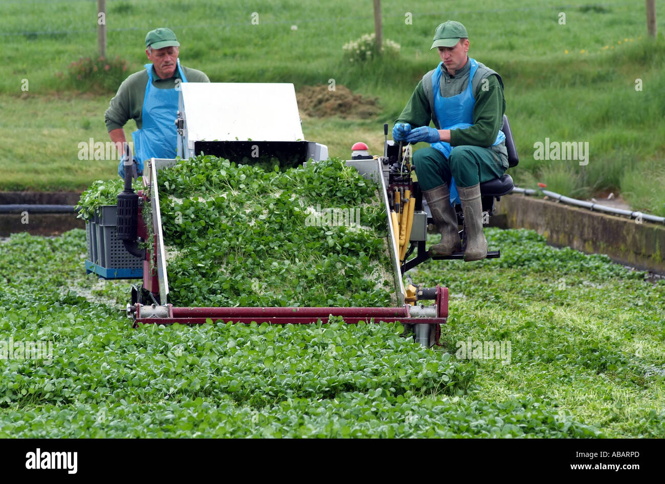 Watercress farm team of workers harvesting the field of cress