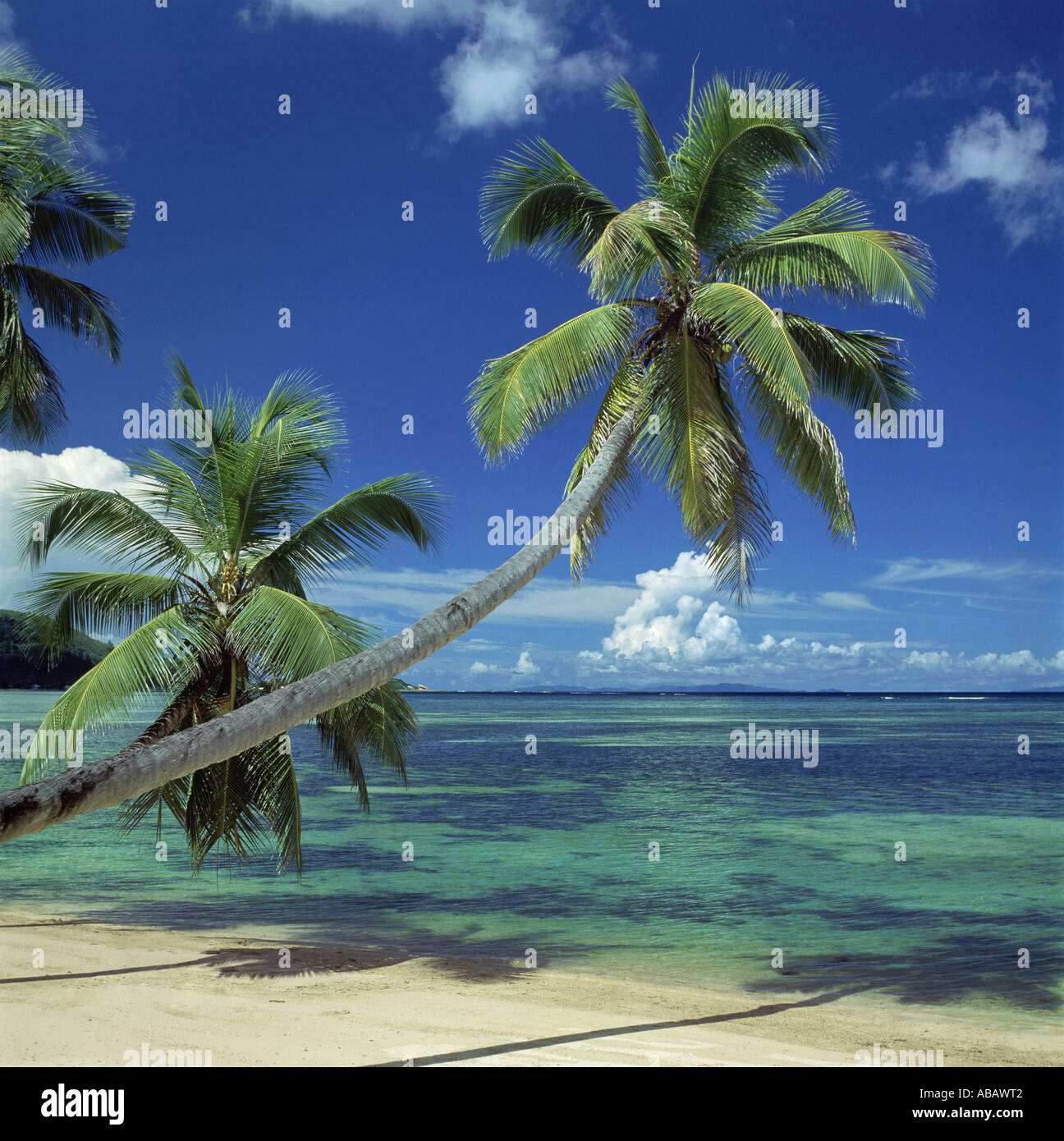 Empty tropical beach palm trees hi-res stock photography and images - Alamy