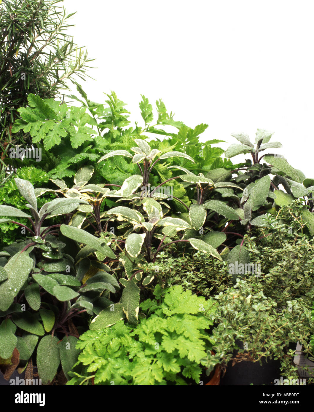 mixed herbs Stock Photo
