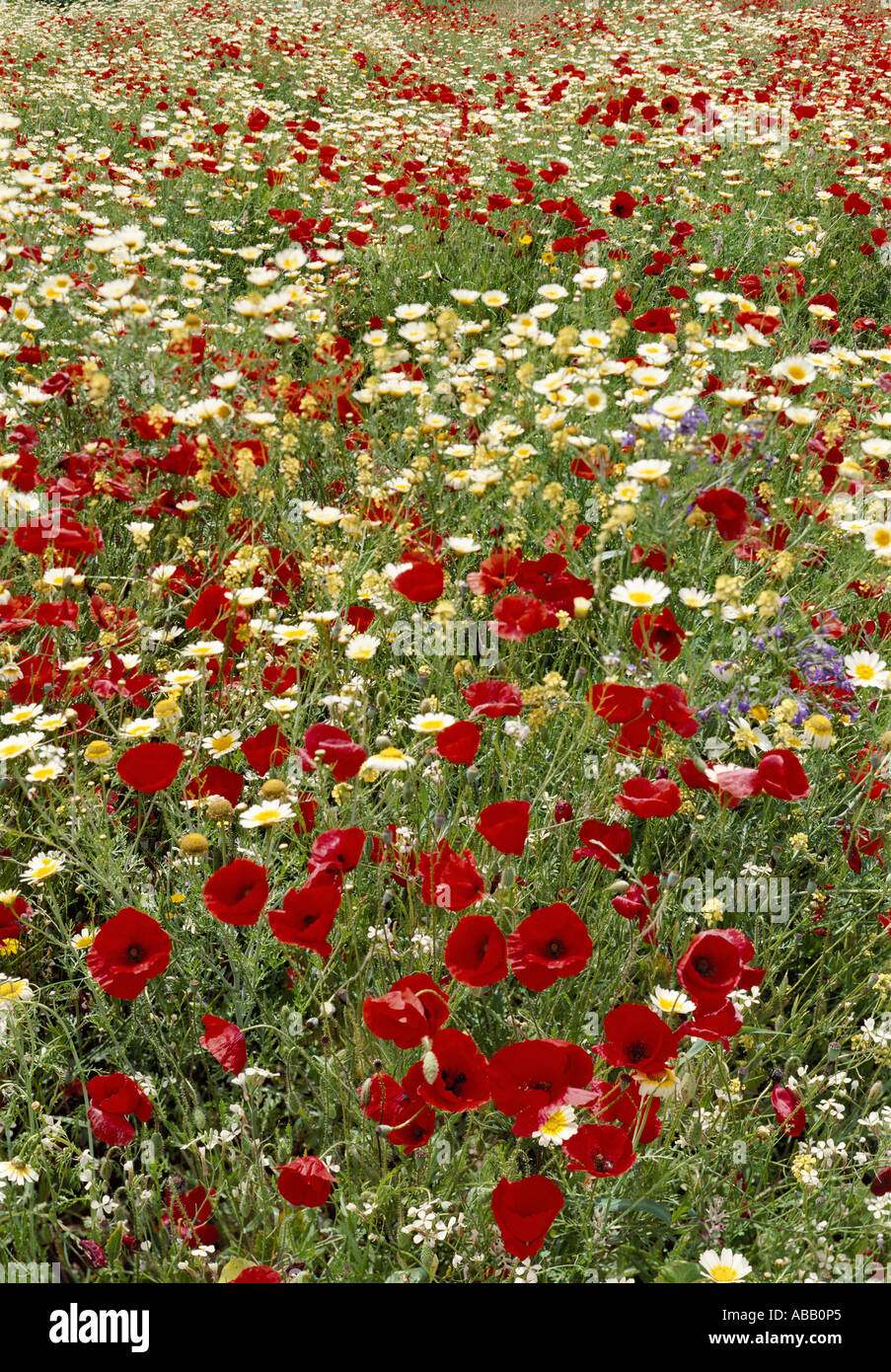 Field wild red poppy flowers hi-res stock photography and images - Alamy