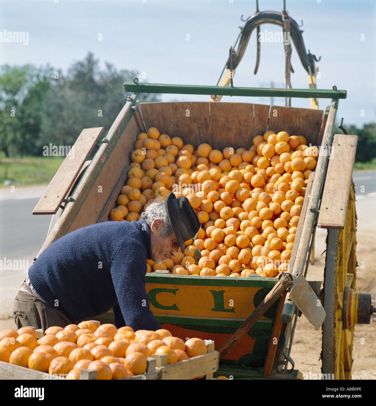 Algarve, Local Man with Oranges Stock Photo