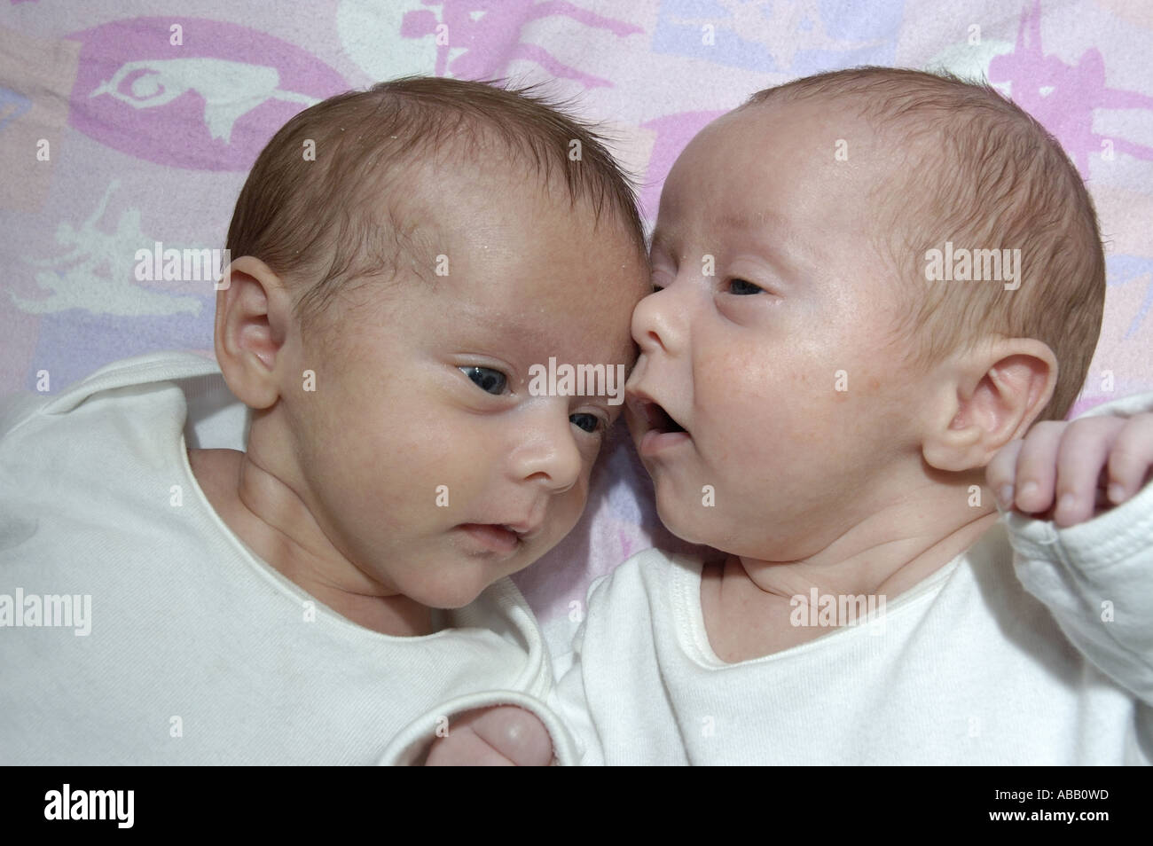 Seven Week Old Fraternal Twin Infants Boy Girl Stock Photo Alamy