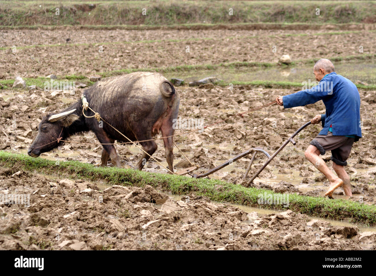 Bull pulling plow hires stock photography and images Alamy
