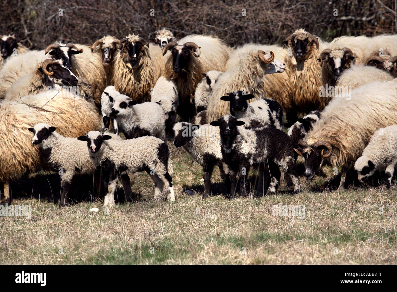 Sheep Stock Photo