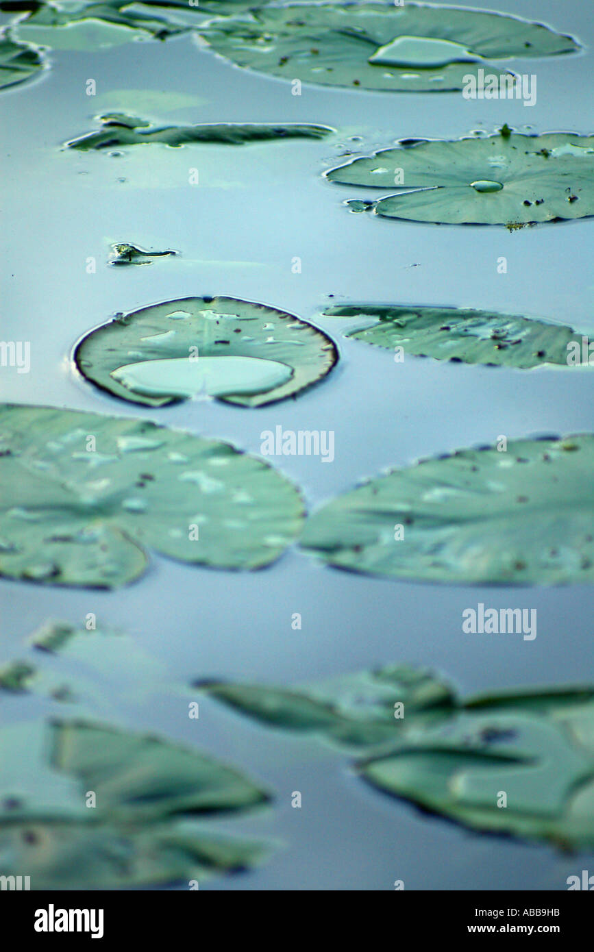 Lilly Pad, Oxford Island, Northern Ireland Stock Photo Alamy