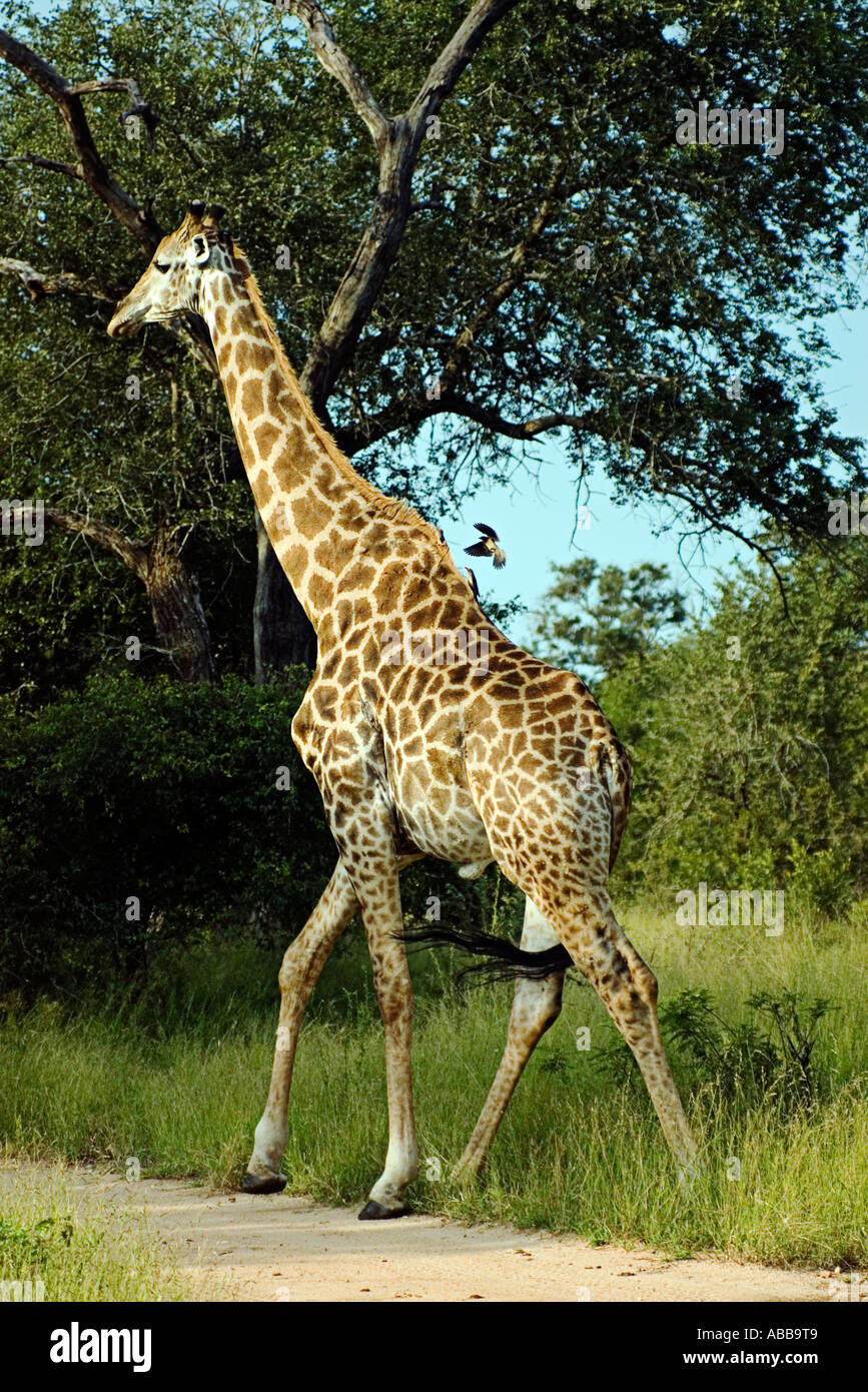 The Giraffe is the tallest animal in the world Stock Photo - Alamy