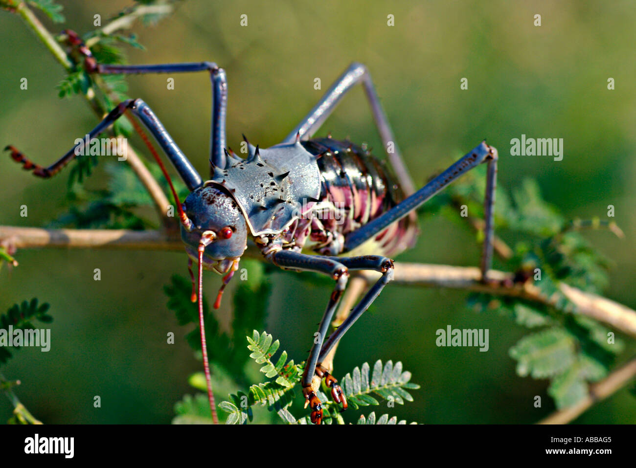 an armored ground cricket crawling in the African bush Stock Photo