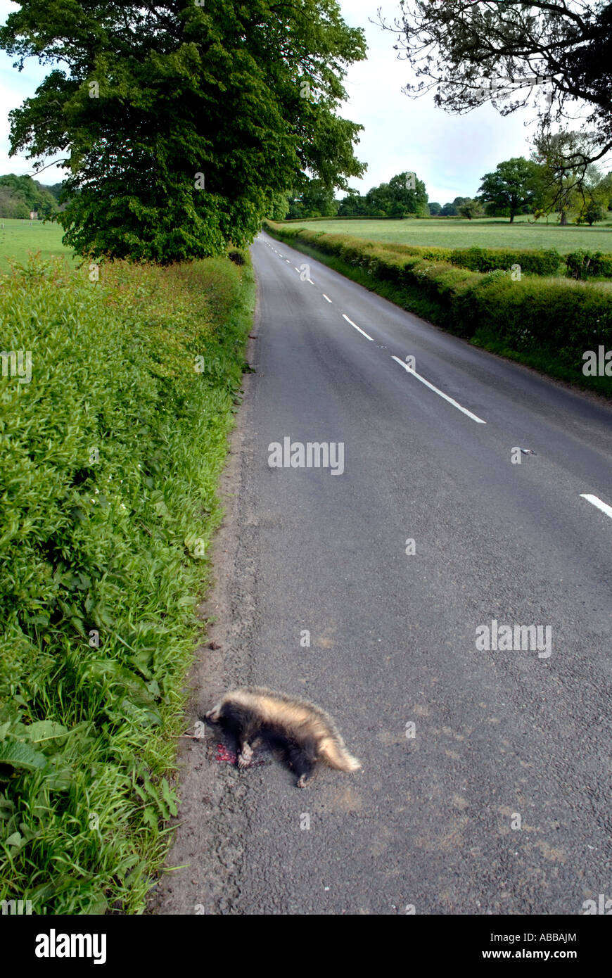 Roadkill Dead Badger 1 Stock Photo Alamy