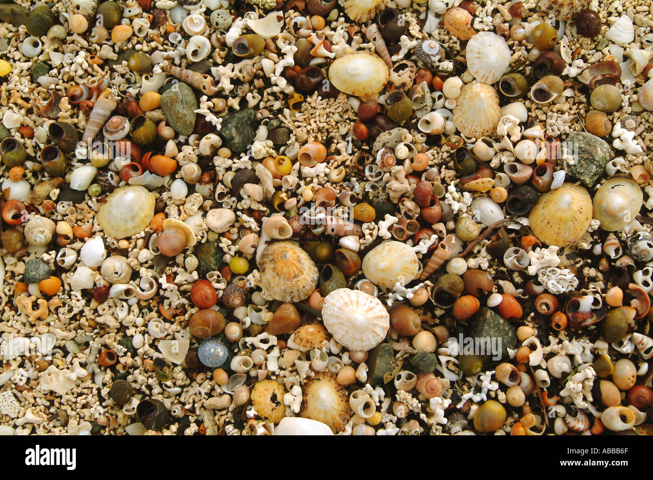 Sea Shells Stock Photo