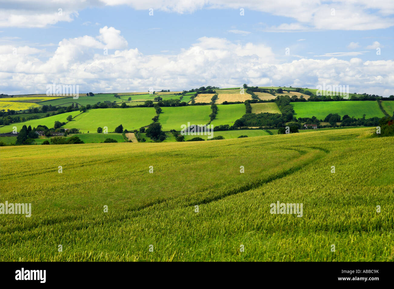 Somerset countryside rolling hills hedgerows fields of growing wheat Stock Photo