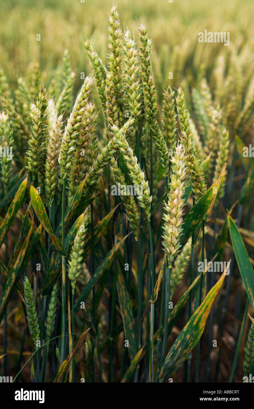 Growing common wheat Triticum aestivum with rust Stock Photo
