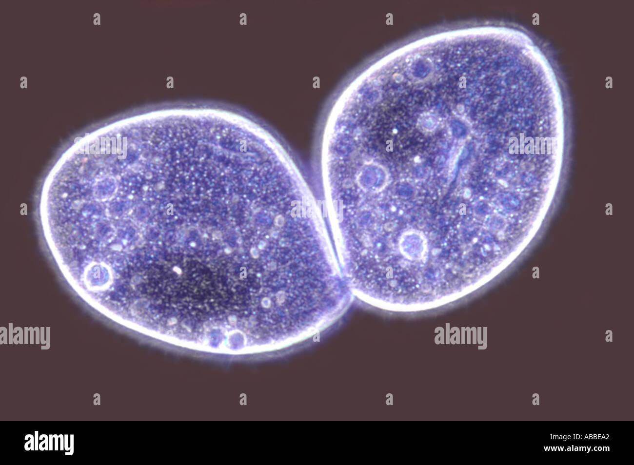Paramaecium aurelia Binary fission Compressed Anoptral Contrast Flash HFW 400um Stock Photo