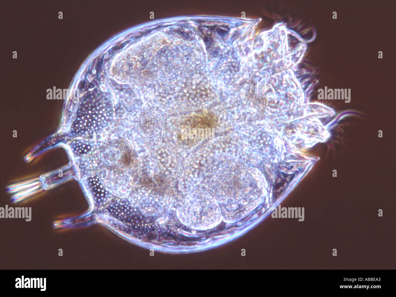 The Rotifer Platyias quadricornis Living Anoptral Contrast Flash HFW 450um Stock Photo