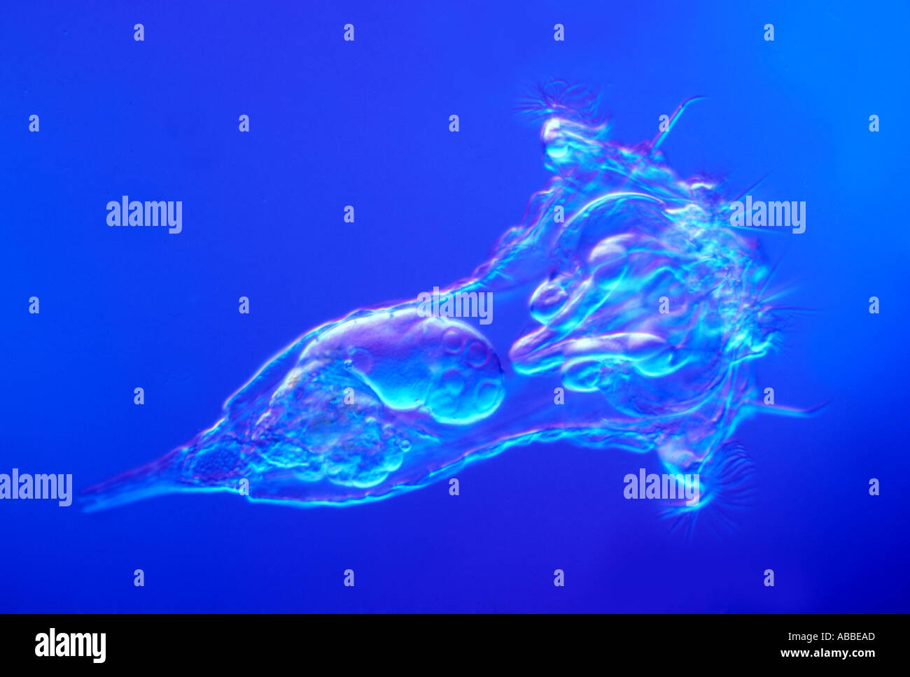 The Rotifer Synchaeta grandis Living Nomarski DIC Flash HFW 750um Stock Photo