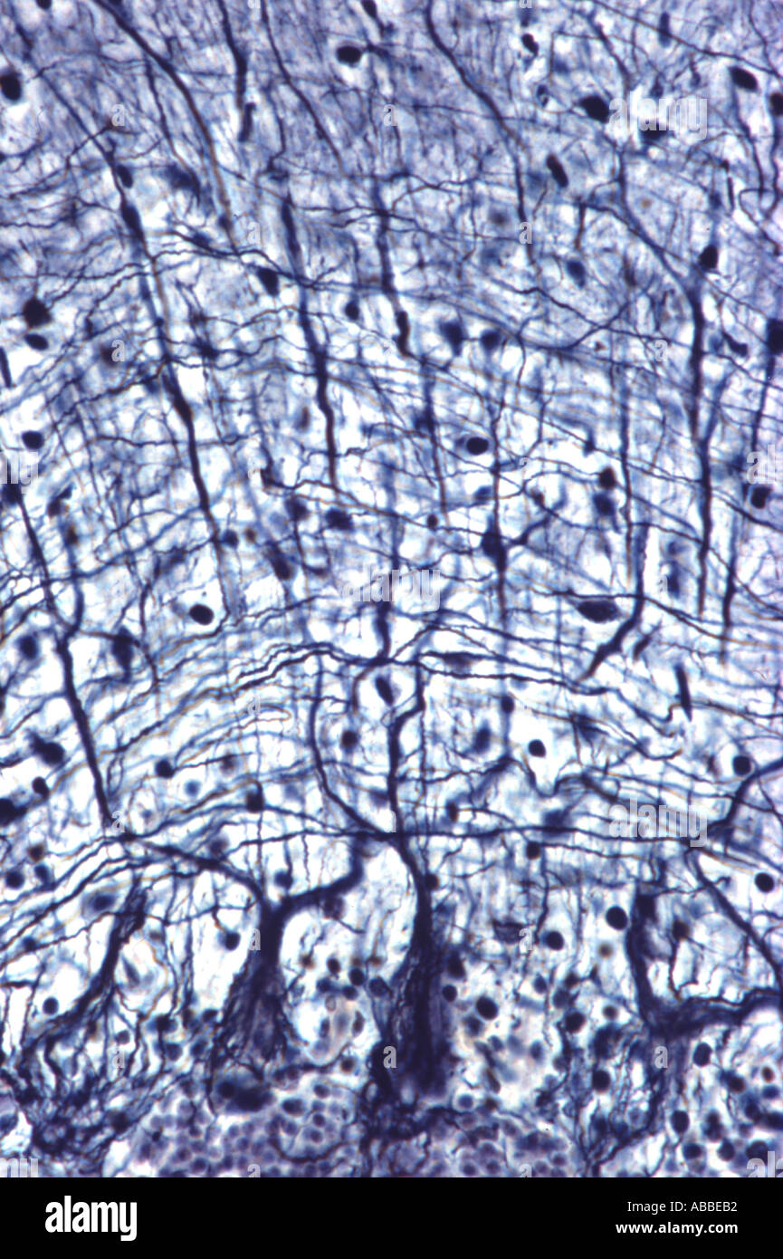 Brain Nerve Cell High Resolution Stock Photography and Images - Alamy