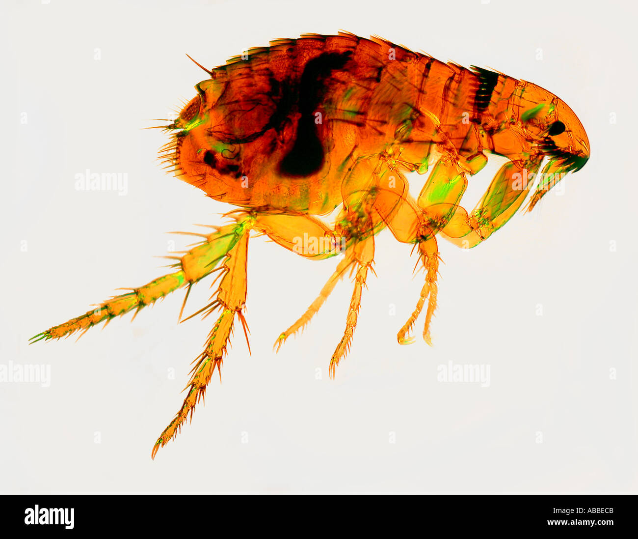 Ctenocephalides hires stock photography and images Alamy