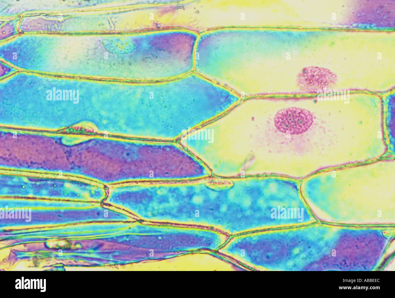 Cells of epidermis of bulb scale of Allium onion Live Jamin Lebedeff IC