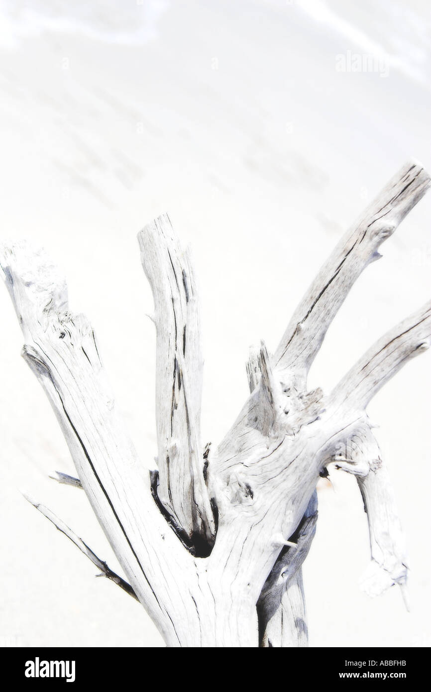 Bleached Driftwood on white sand beach Stock Photo