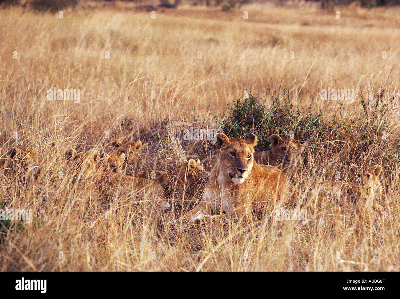 Lioness and cubs concealed in tall brown grass Masai Mara National Reserve Kenya East Africa Stock Photo