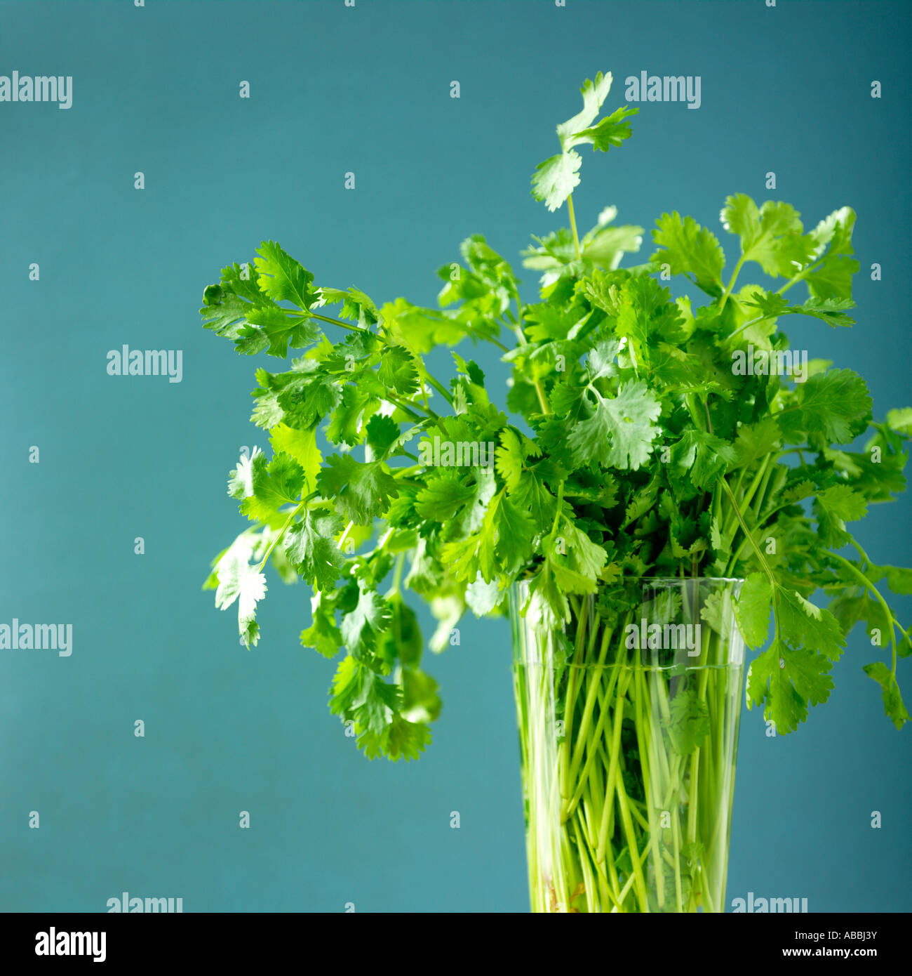 Coriander or Cilantro Leaves Stock Photo Alamy