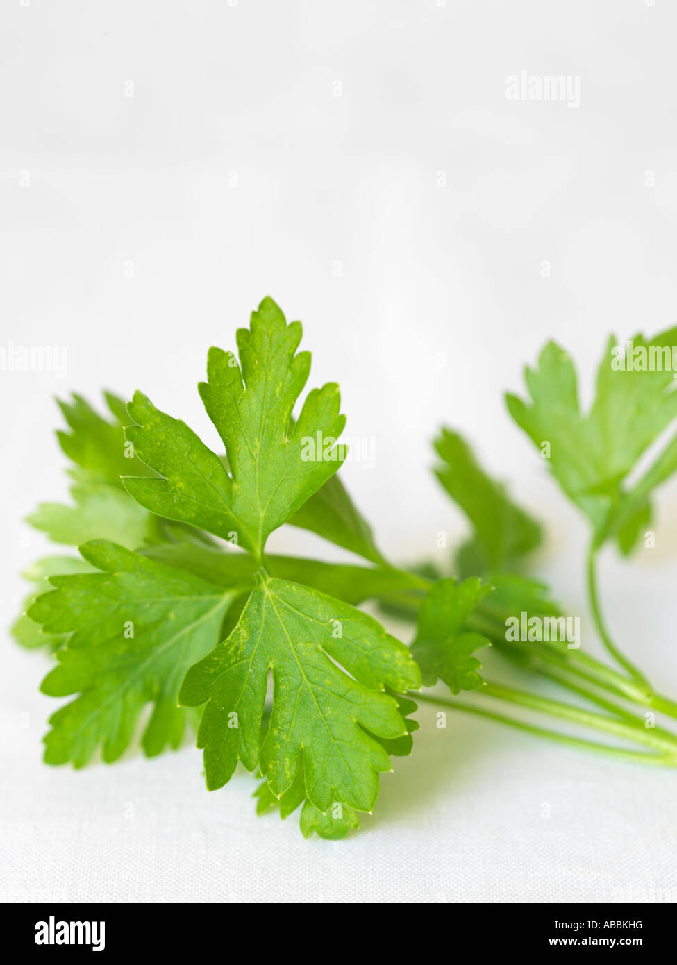 Flat Leaf Parsley Stock Photo Alamy