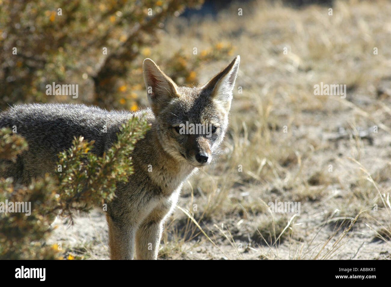 Small Grey Fox Small grey fox Urocyon cinereoargenteus Punta Norte Atlantic Ocean ...