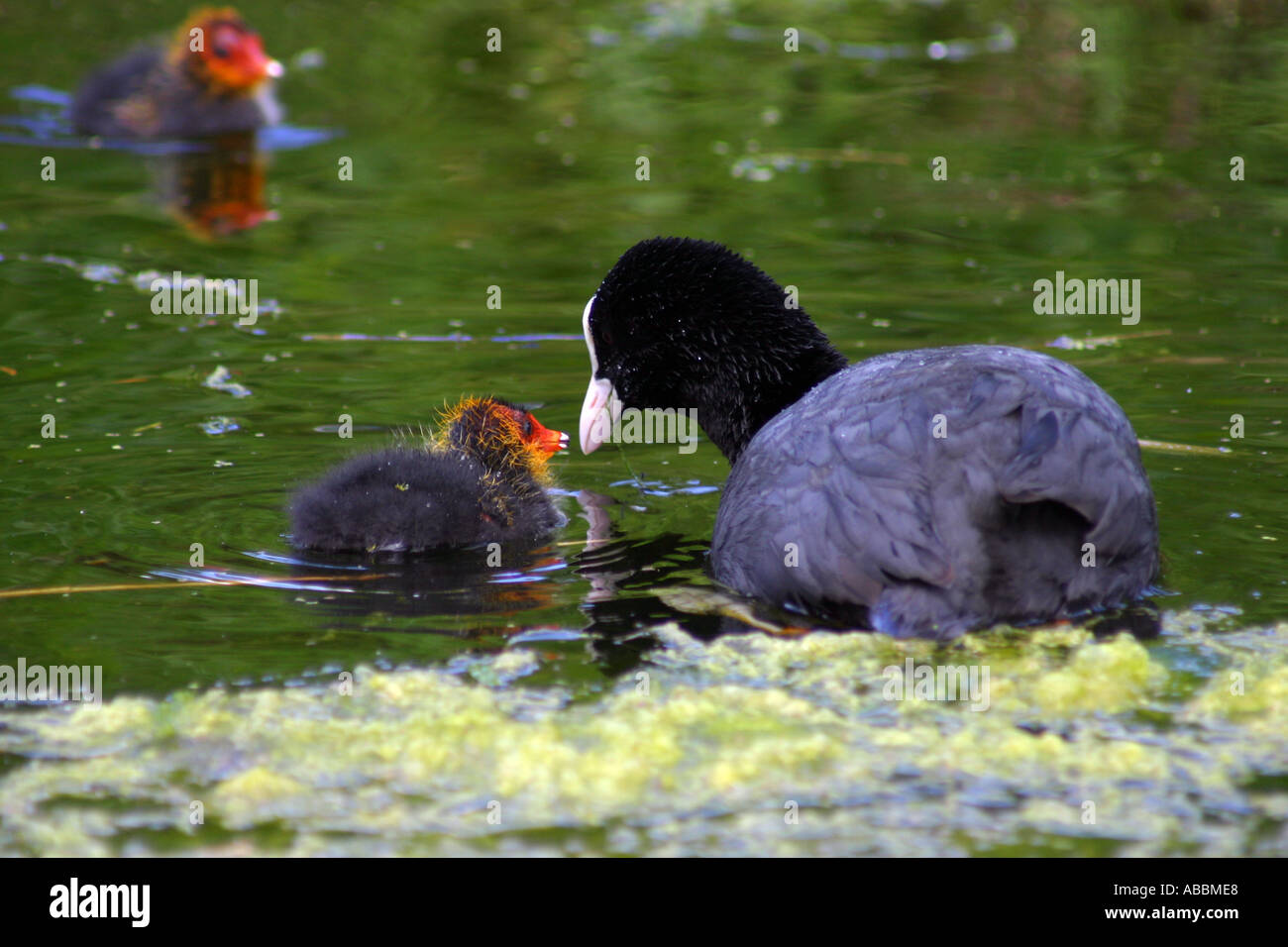 Female Swamphen feeding it s young chicks Amsterdam Netherlands Stock Photo