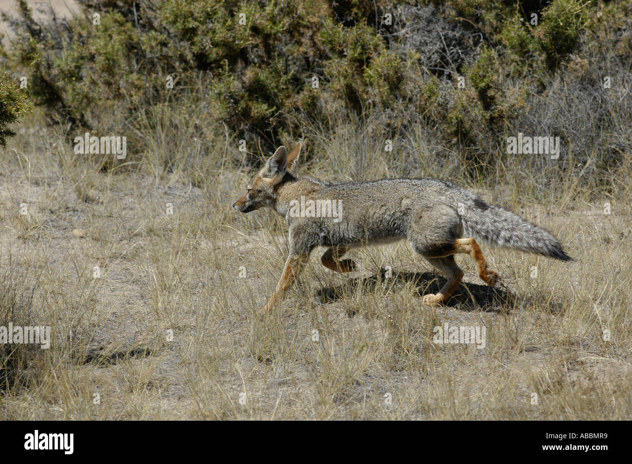 Small Grey Fox Small grey fox Urocyon cinereoargenteus Punta Norte Atlantic Ocean ...