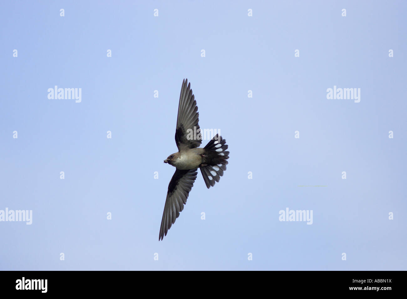 Crag Martin in flight Stock Photo - Alamy