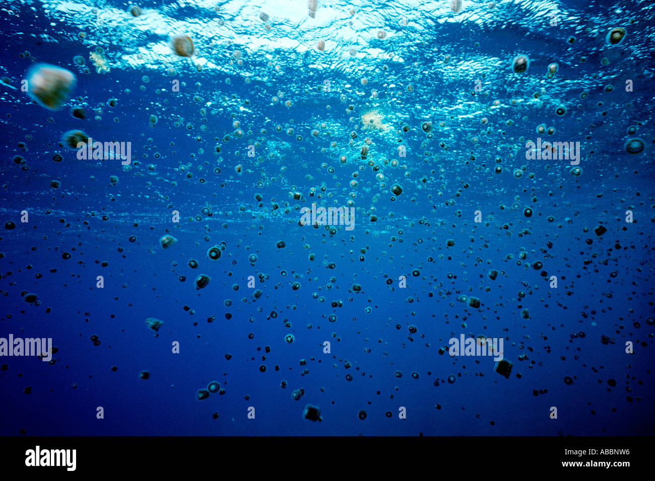 Thimble jellyfish Linuche unguiculata Caribbean Atlantic Ocean Stock