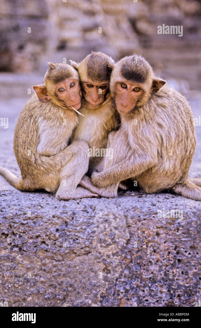 The three wise monkeys hi-res stock photography and images - Page 6 - Alamy The three wise monkeys hi-res stock photography and images - Page 6 - Alamy