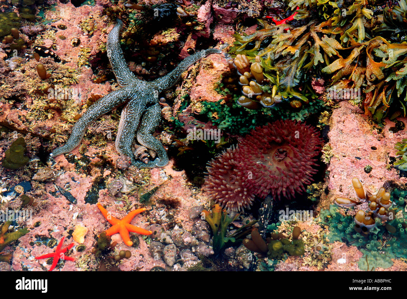 Rocky coast tidepool with sea stars Alaska Pacific Ocean Stock Photo