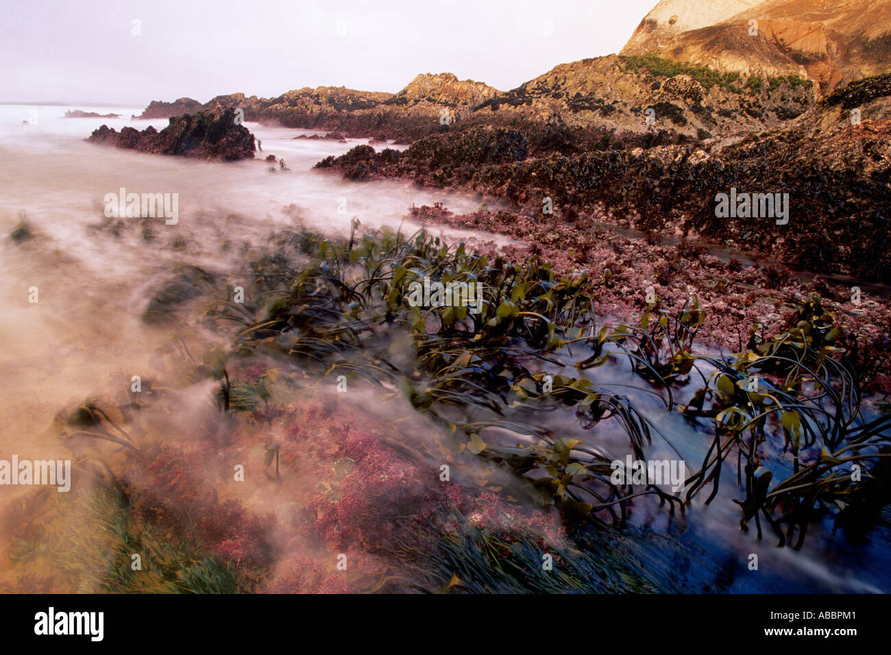 The Area Exposed At Low Tide And Underwater At High Tide Is The Stock Photo Alamy