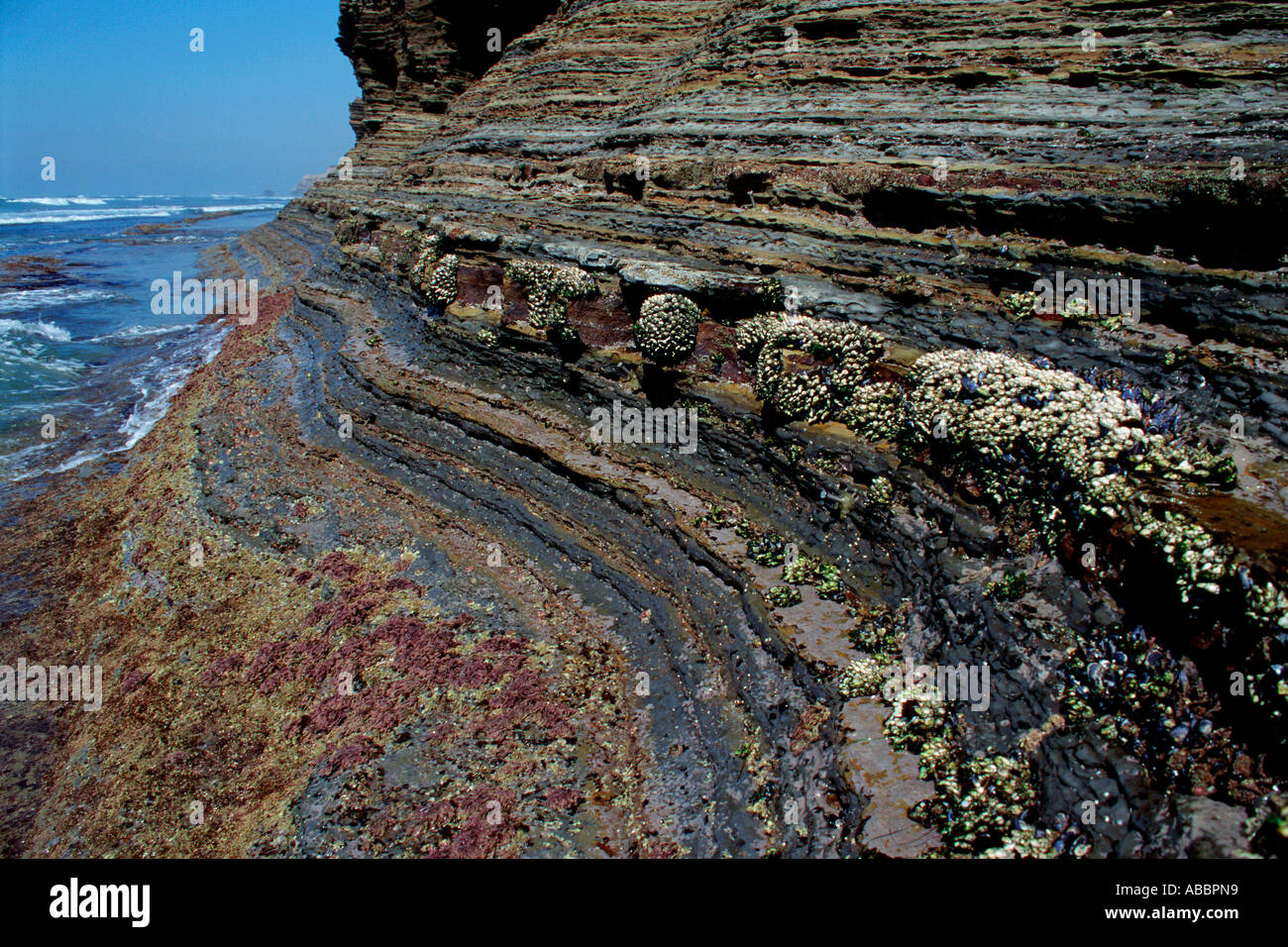 Intertidal zonation California Pacific Ocean Stock Photo