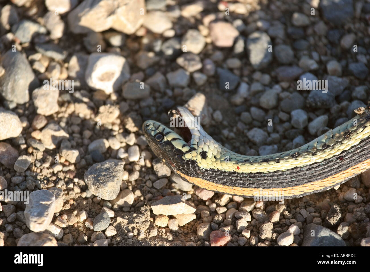 Hognose snake playing dead GLOSSY PHOTO PRINT 3100