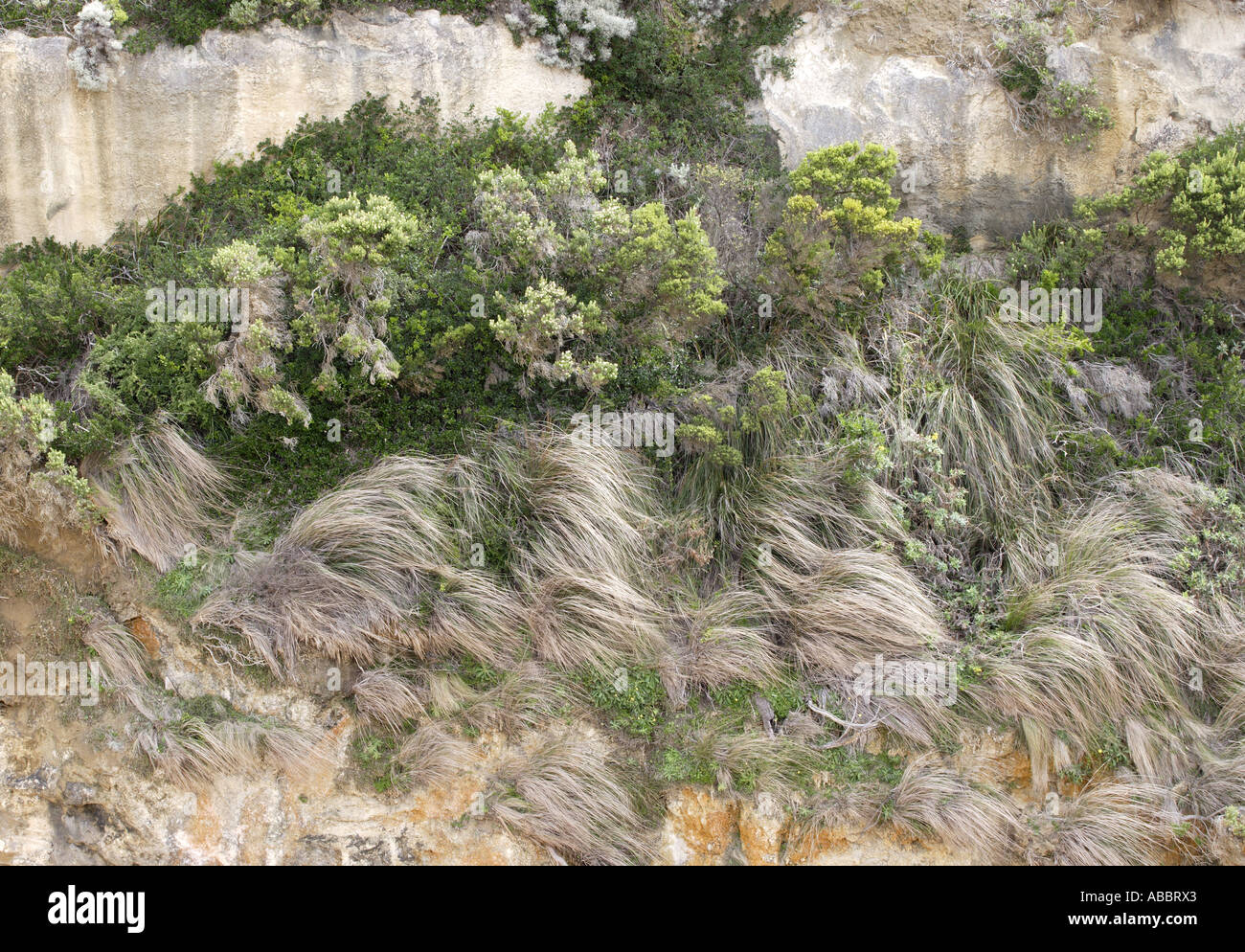 Detail of Cliff Face at Loch Ard Gorge, Shipwreck Coast, Twelve Apostles Rocks, Victoria, Australia Stock Photo
