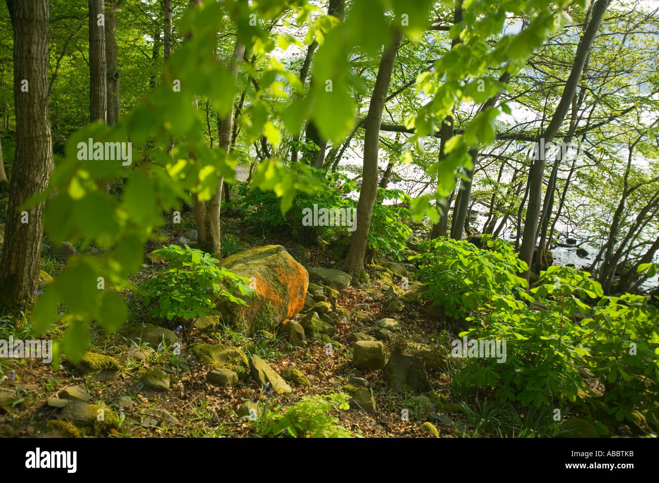 a lichen covered boulder in Woodland on the shores of Lake windermere at Rayrigg, Cumbria, UK Stock Photo