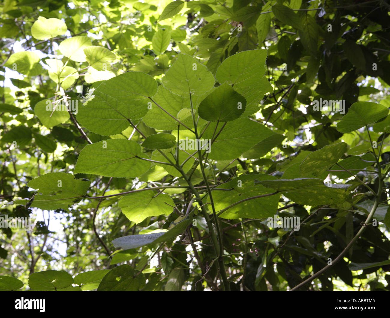 Gympie gympie tree hires stock photography and images Alamy