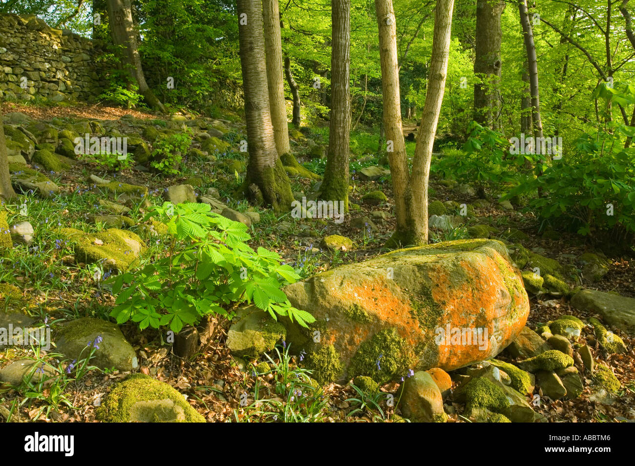 a lichen covered boulder in Woodland on the shores of Lake windermere at Rayrigg, Cumbria, UK Stock Photo