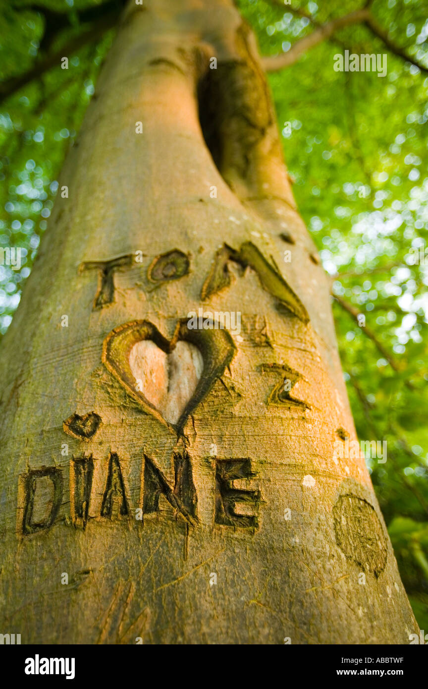 the names Tom and Diane and a heart carved into a Beech tree on the shores of Lake windermere, Cumbria, UK Stock Photo