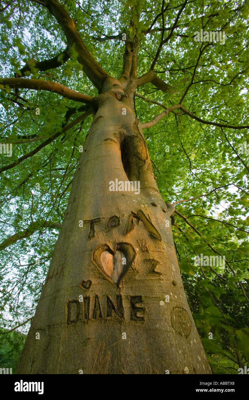 the names Tom and Diane and a heart carved into a Beech tree on the shores of Lake windermere, Cumbria, UK Stock Photo