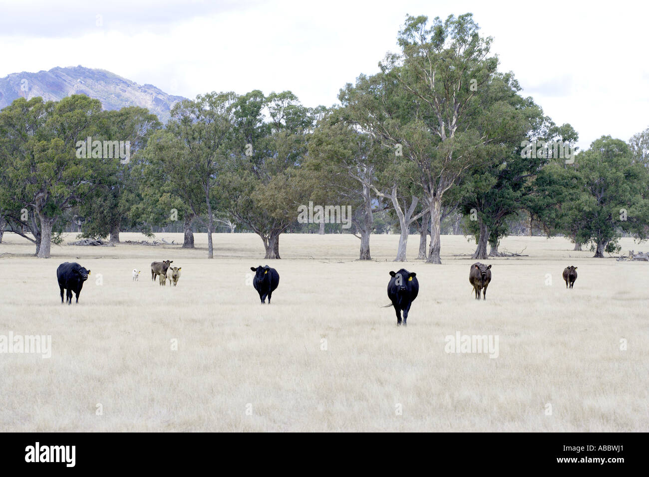 Cows in Formation in Field in the West Grampian Mountains, Victoria, Australia Stock Photo