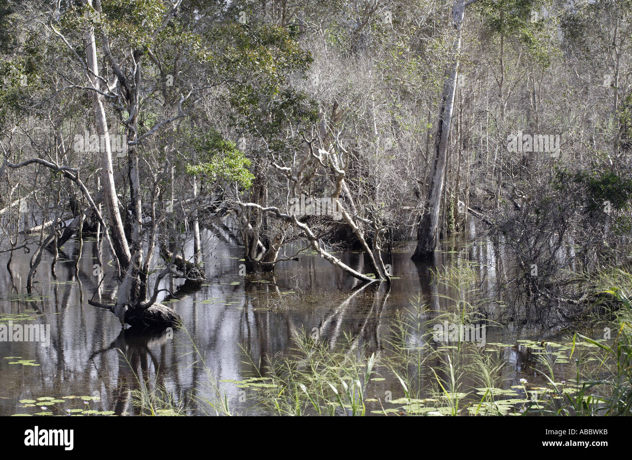 Roadside Swamp near Daintree River crossing to Cape Tribulation, Daintree Tropical Rainsforest, Queensland, Australia Stock Photo