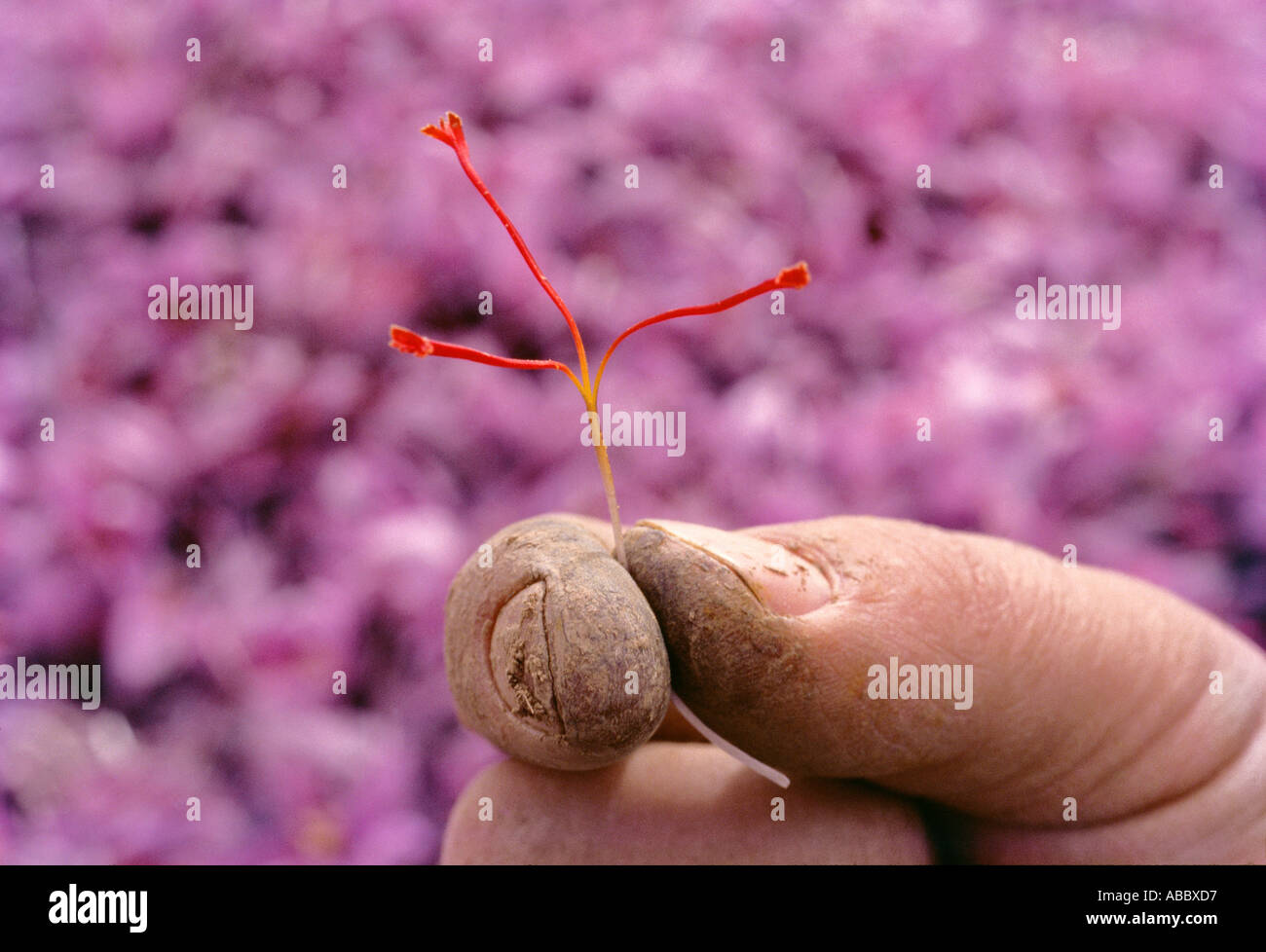 The triple stigma of the saffron flower, Pampore, Jammu and Kashmir