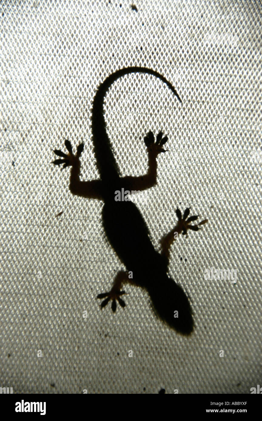 Gecko as a shade Rajasthan India Stock Photo