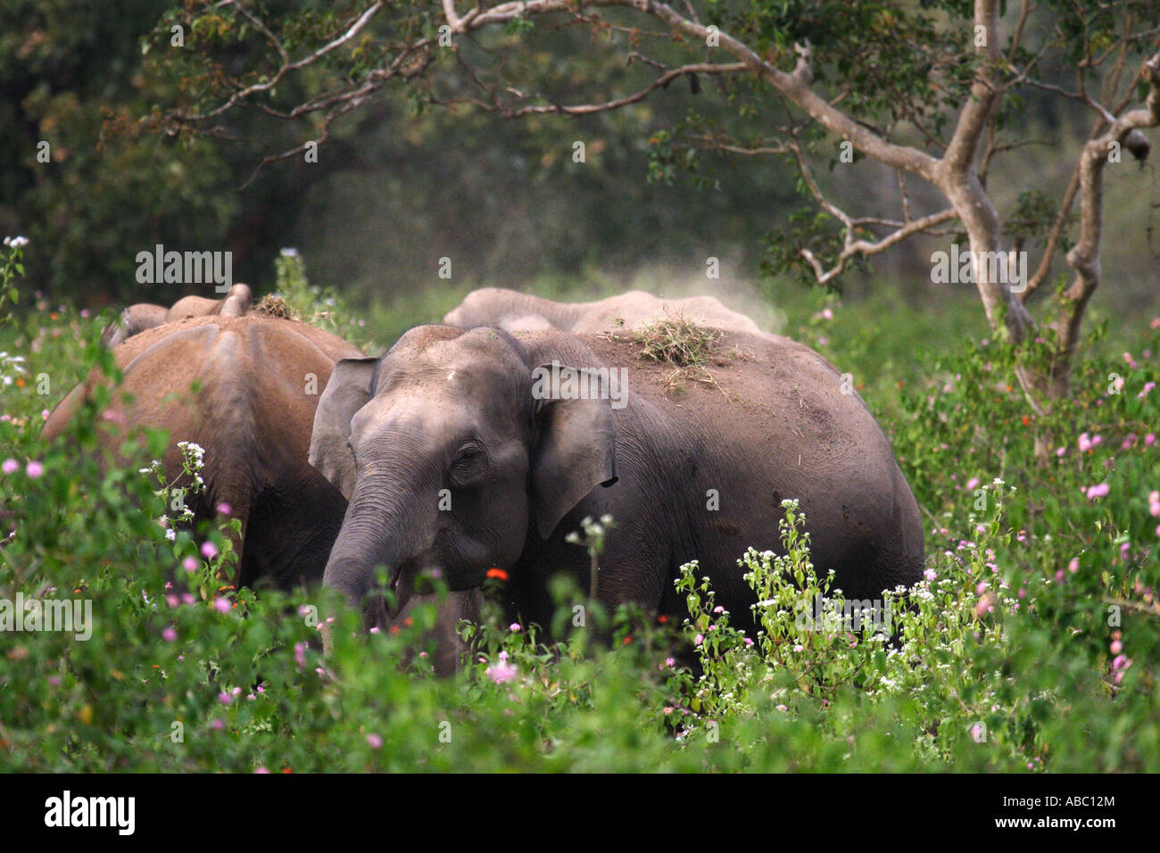 An elephant, part of a matriarchal group, dusts down her back with a